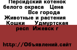 Персидский котенок белого окраса › Цена ­ 35 000 - Все города Животные и растения » Кошки   . Удмуртская респ.,Ижевск г.